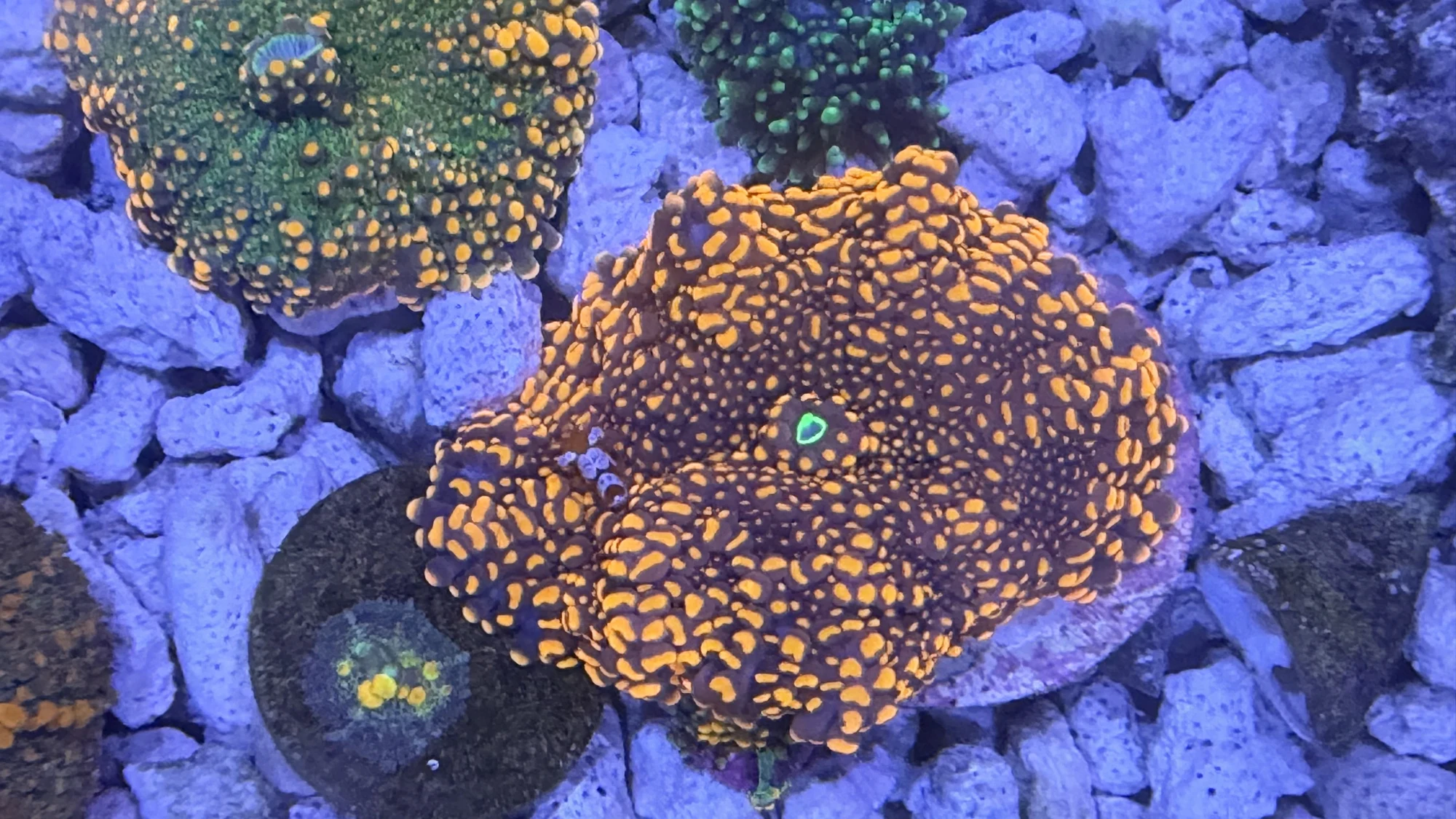 Doughboy mushroom with orange-gold vesicles and a green mouth under blue aquarium lighting, with other mushrooms in the background.